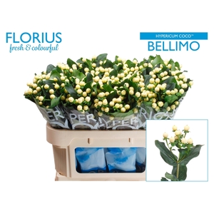 HYP COCO BELLIMO