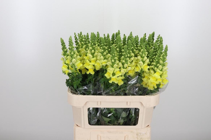 <h4>Antir Legend Yellow</h4>