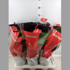 Anthurium andr. 'Madural'