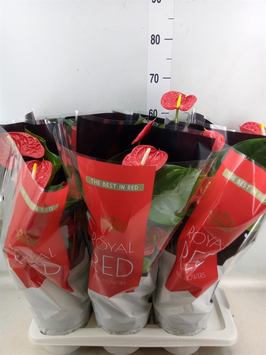 <h4>Anthurium andr. 'Madural'</h4>