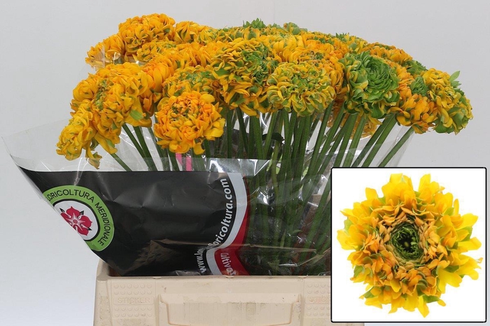 <h4>RAN PON PON MERLINO</h4>