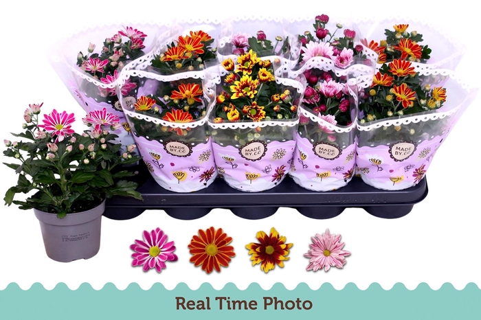 <h4>CHRYS GEM 2 KL BLOEM</h4>