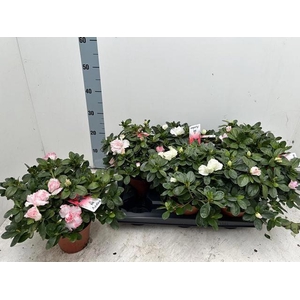 RHODO SI GEM