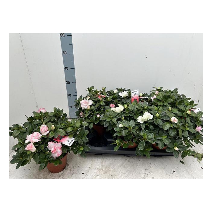 <h4>RHODO SI GEM</h4>