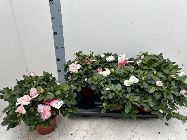 RHODO SI GEM