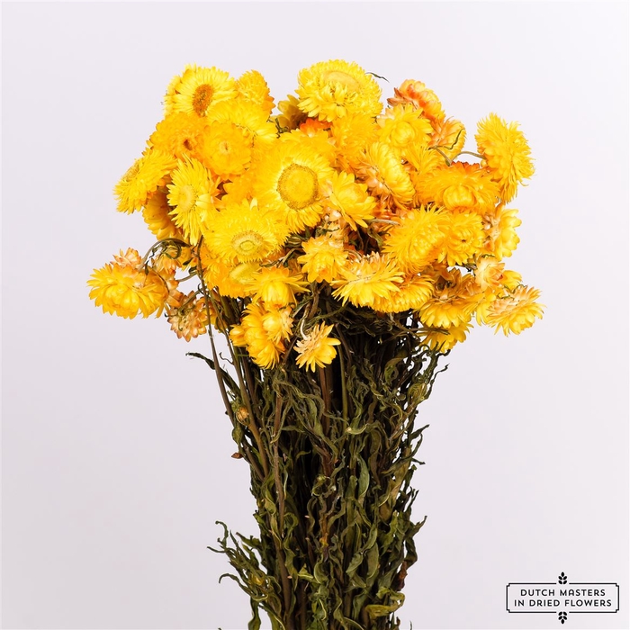 Dried Helichrysum Yellow Bunch