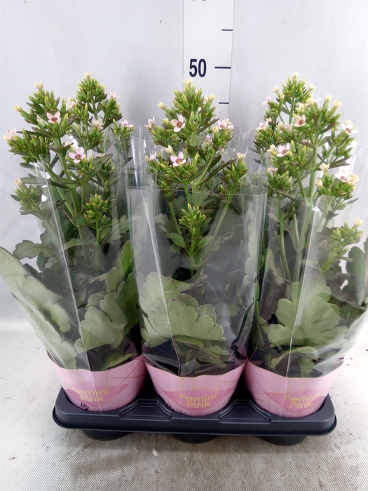 Kalanchoe blos. 'Feminine Pink'