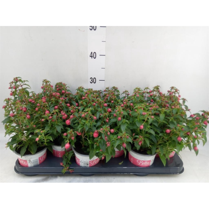 <h4>Fuchsia  'Bella Fuchsia Evita'</h4>