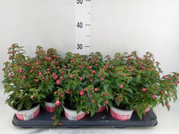 Fuchsia  'Bella Fuchsia Evita'