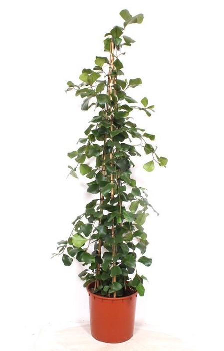 <h4>Ficus Trinova</h4>