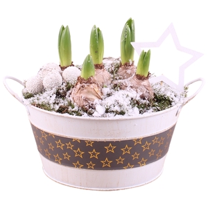 Christmas Arr. Hyacint Zinc Pot round star design ø21cm 5PP