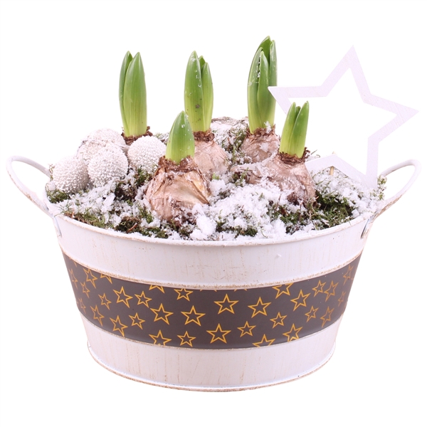 <h4>Christmas Arr. Hyacint Zinc Pot round star design ø21cm 5PP</h4>