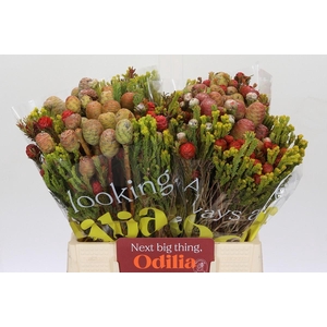 BQ Kaaps Groen Cone Mix Tint