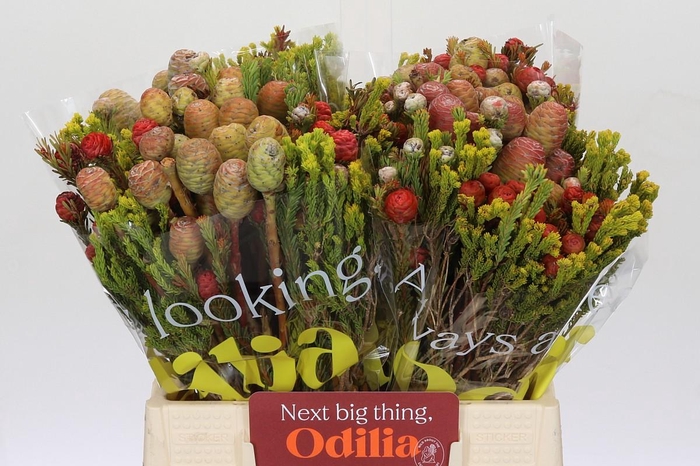 <h4>BQ Kaaps Groen Cone Mix Tint</h4>