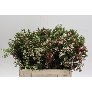 Chamelaucium My Sweet 16