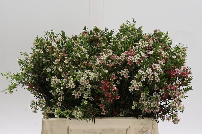 <h4>Chamelaucium My Sweet 16</h4>