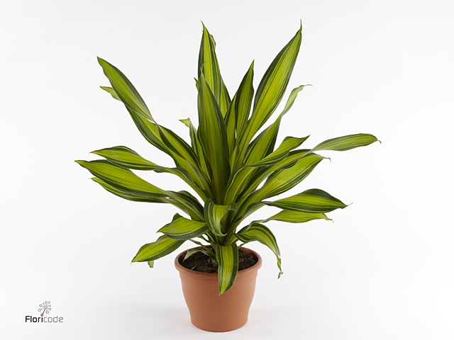 Dracaena frag. 'Charley'