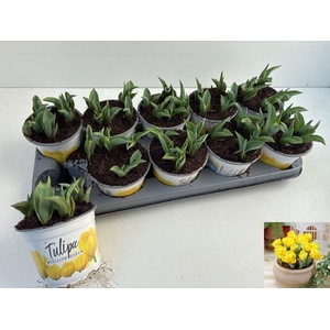 arr8 Tul Yellow Baby