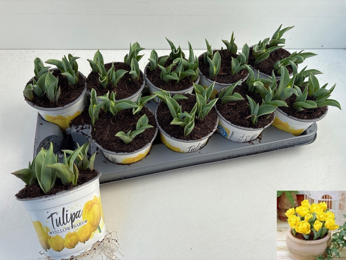 <h4>Tul Yellow Baby</h4>