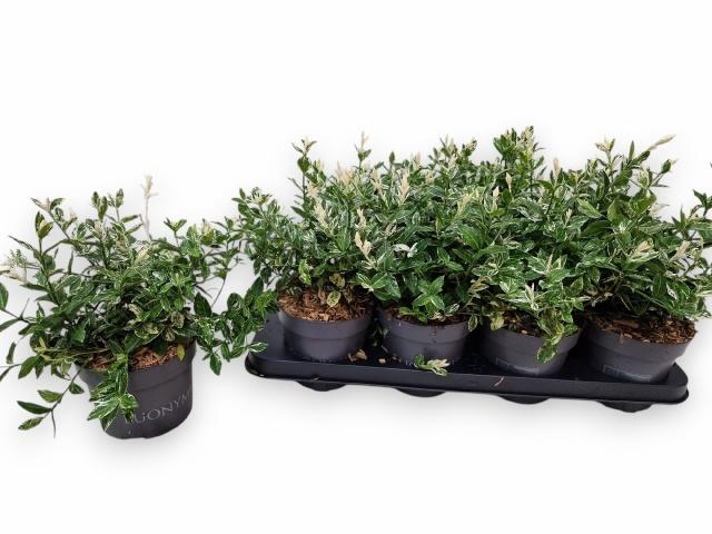 <h4>EUONYMUS FO HARLEQUI</h4>