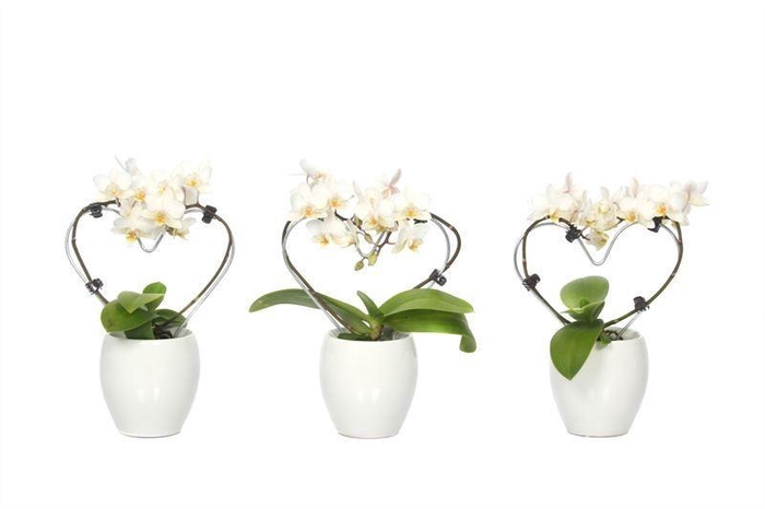 <h4>Lisa White Tiny Dolls Hartvorm Wit 2T12+ Aqu@</h4>