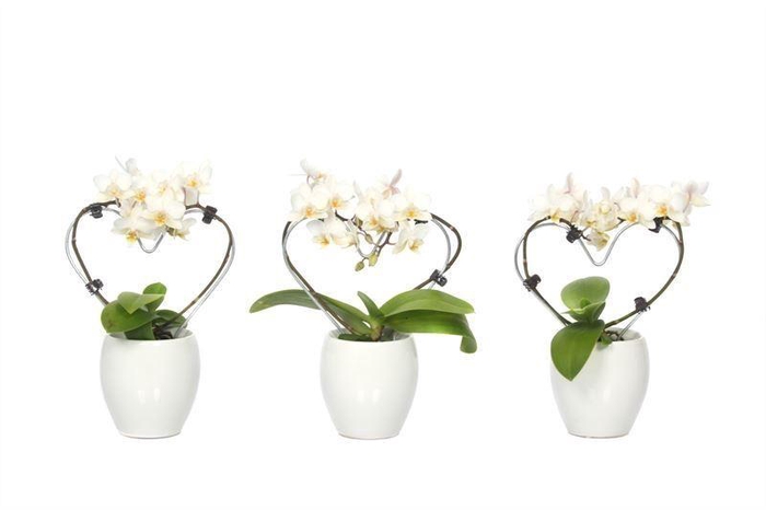 <h4>Lisa White Tiny Dolls Hartvorm Wit 2T12+ Aqu@</h4>