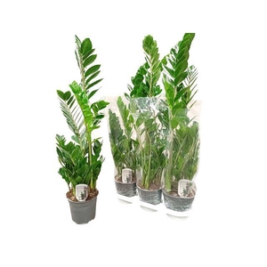 ZAMIO ZAMIIFOLIA