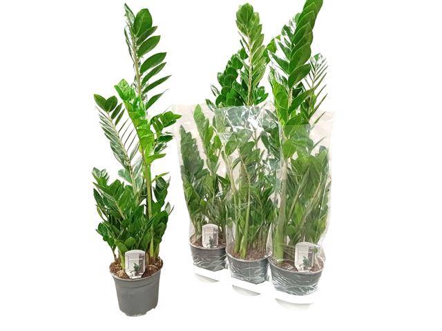 <h4>ZAMIO ZAMIIFOLIA</h4>