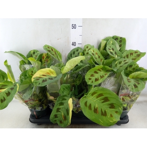 Maranta leuc. 'Fiesta'