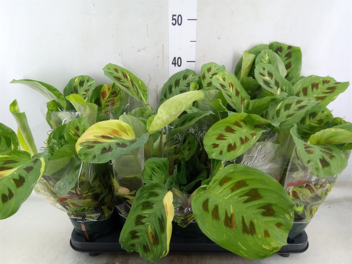 <h4>Maranta leuc. 'Fiesta'</h4>