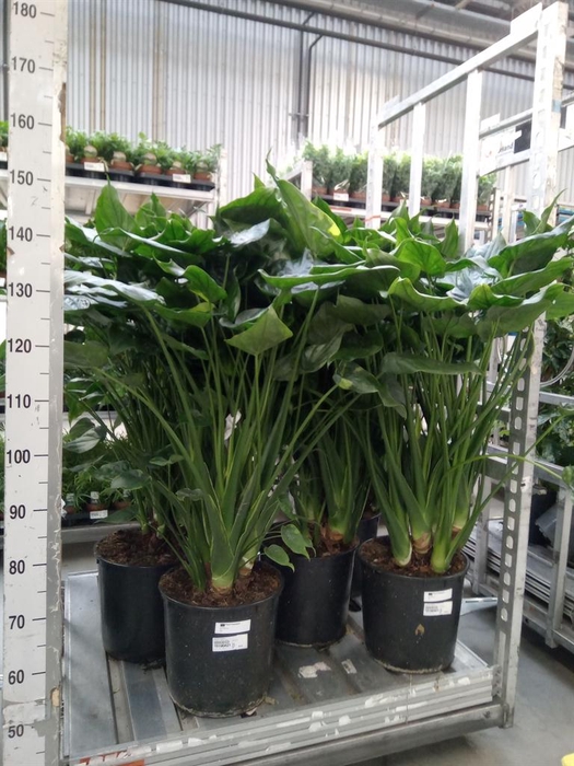 <h4>Alocasia cucullata</h4>