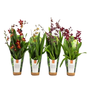 Inca Orchid mix 3 spike 9cm luxury jungle cover