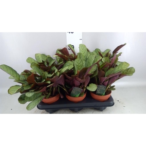 Ctenanthe burle-marxii 'Amagris'
