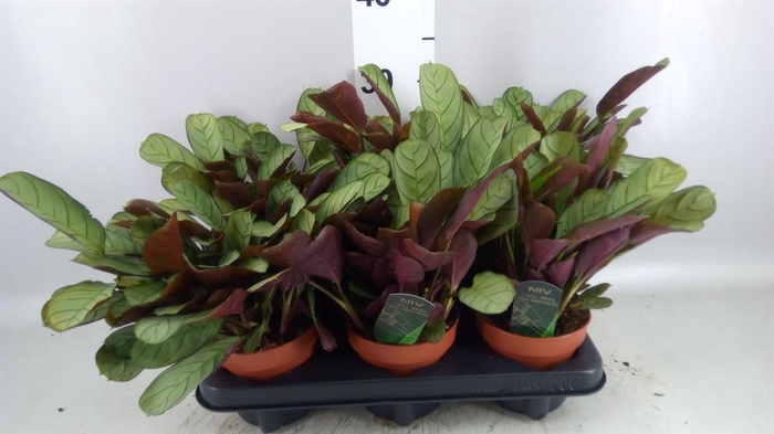 <h4>Ctenanthe burle-marxii 'Amagris'</h4>