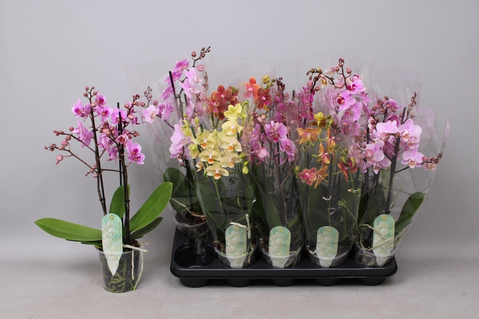 <h4>PHAL MF GEM 5 KL</h4>