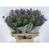 Phlox P Crissy