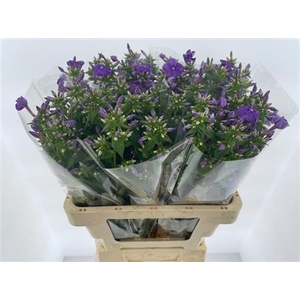 Phlox P Crissy