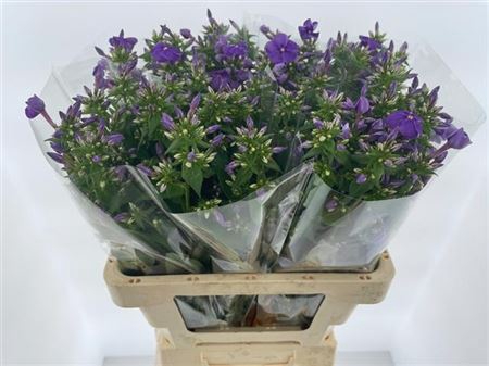 <h4>Phlox P Crissy</h4>