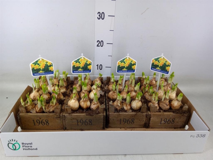 <h4>Arr.  Narcissus Tete Tete L%</h4>