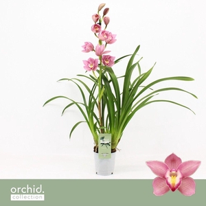 Cymbidium, Maria 1-spike 'Orchid Collection'