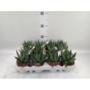 Gasteria