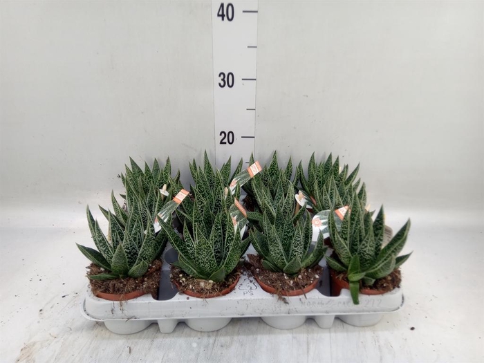 <h4>Gasteria</h4>