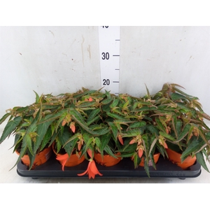Begonia tuber. 'Bonfire'