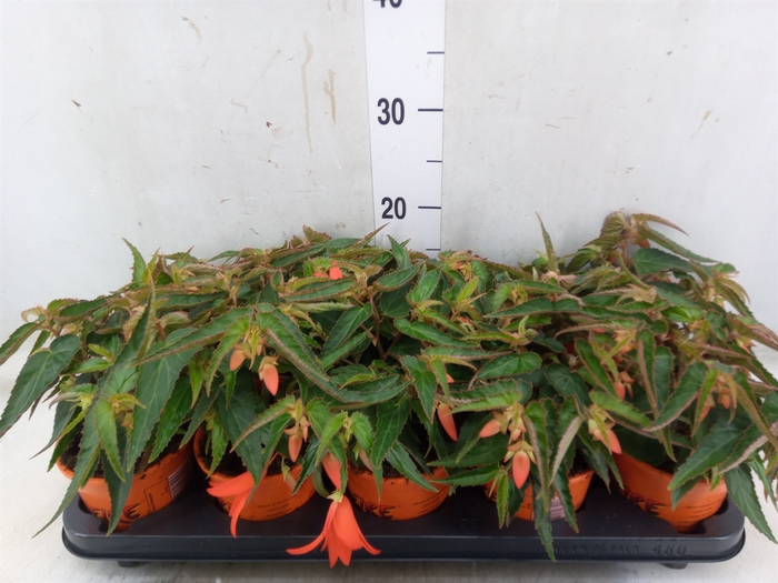 <h4>Begonia tuber. 'Bonfire'</h4>