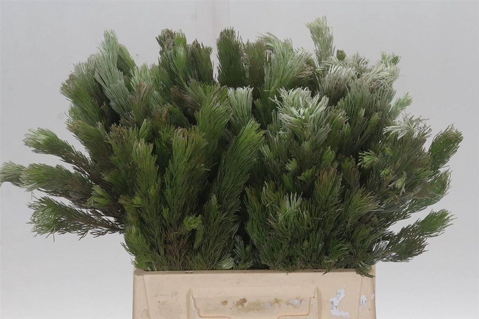 <h4>Kaaps Adenanthos</h4>