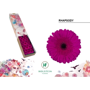 Germini Rhapsody Doos