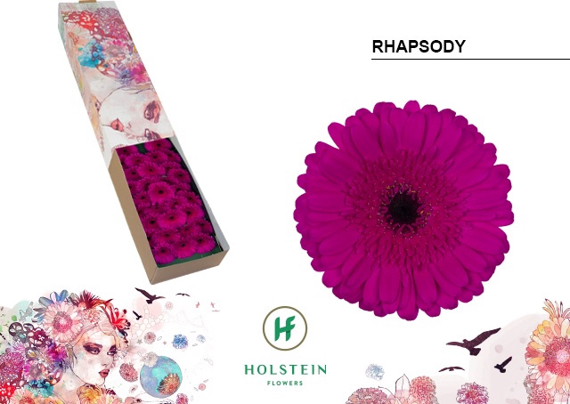 <h4>Germini Rhapsody Doos</h4>