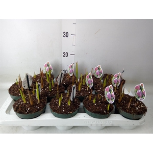 Fritillaria meleagris