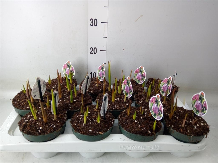<h4>Fritillaria meleagris</h4>