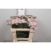Achil M Lilac Beauty